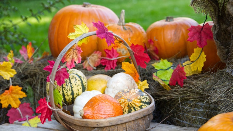 Seasonal pumpkin display at Nymans, West Sussex